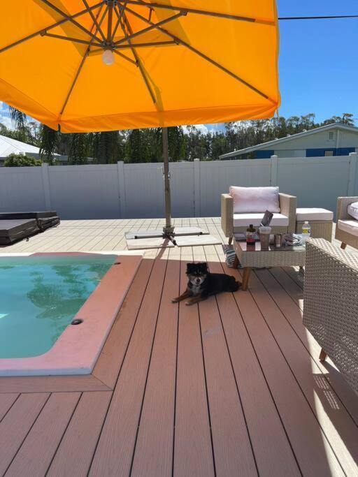 New Dog Paradise - Near The Beach Img & Downtown Bradenton Exterior foto
